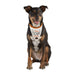 Howl-Oween Pet Bandana Mixed Pack